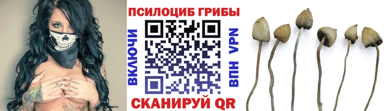 купить закладку  Каргат  Галлюциногенные грибы Psilocybe 